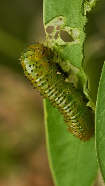 Des détails d'une chenille verte sur une feuille Adurgoa gonagra