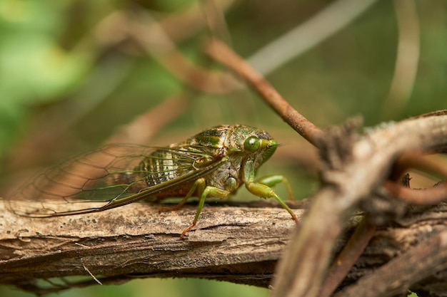 Détails d'une cigale verte sur une branche brune