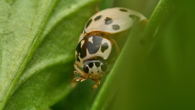 Détails d'une coccinelle blanche sur l'herbe verte