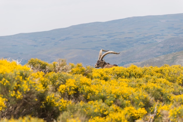 Détails du parc de Gredos