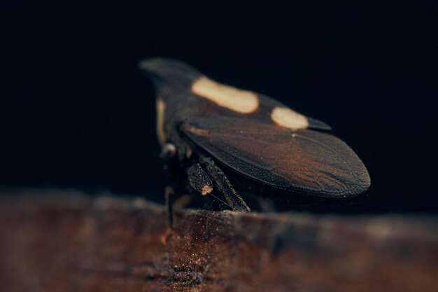 Détails d'un enchenopa noir qui marche dans un bois