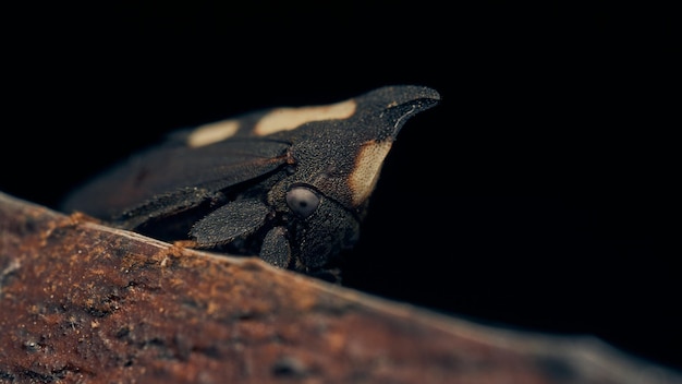 Photo détails d'une enchenopa noire marchant dans un bois