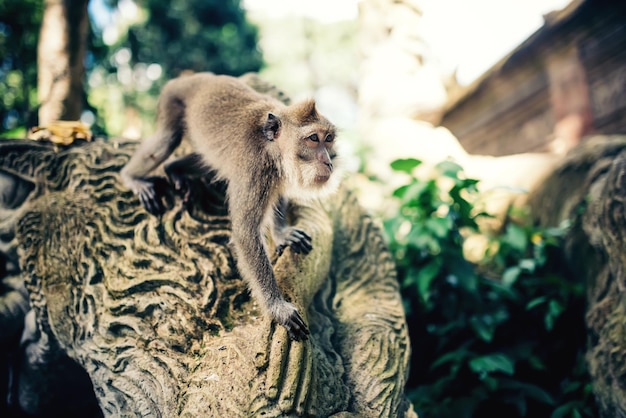 Détails exotiques de la jungle avec portrait de singe expressif singe à longue queue courant pour se nourrir