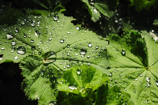 Détails d'une feuille et les gouttes de pluie après une forte pluie à Londres Angleterre Royaume-uni