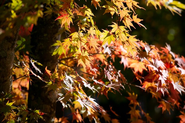 Photo détails des feuilles d'un érable japonais à l'automne avec les couleurs caractéristiques