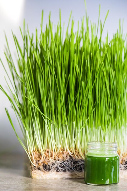 Détails de l'herbe de blé des germes de graines de racines et du jus sain
