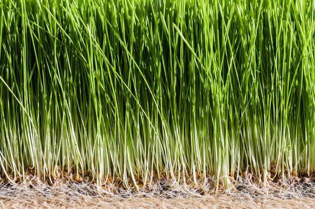 Détails de l'herbe de blé des graines de racines et des germes matures sains