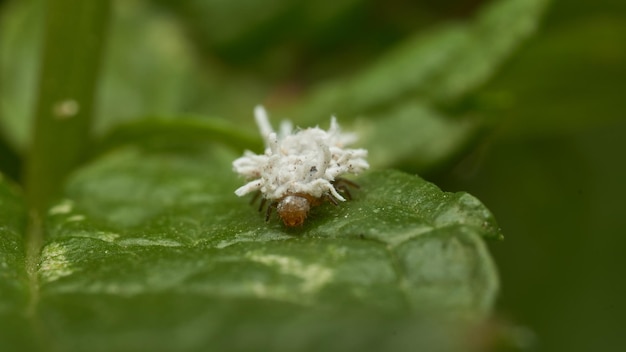 Détails d'un insecte blanc Scymninae avec son camouflage de soie