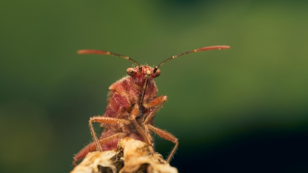 Détails d'un insecte rouge sur quelques brins d'herbe verte