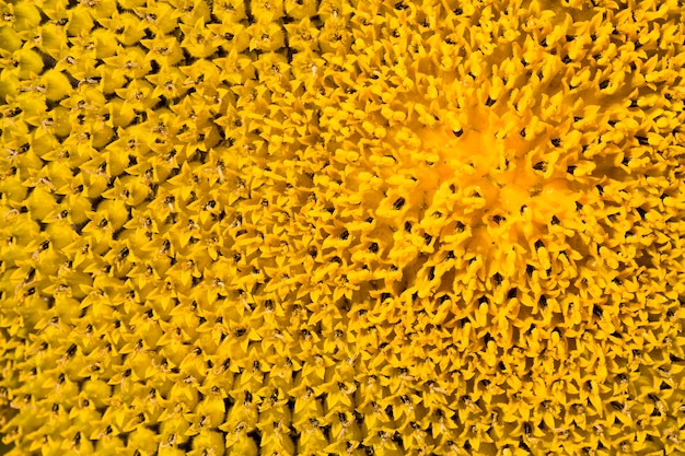 Détails lumineux des inflorescences de tournesol gros plan