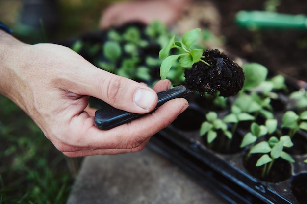 Détails La main d'un agriculteur tient des plants de concombre germés avec des racines dans le sol sortis d'une cassette et les plantant dans un champ ouvert de légumes biologiques