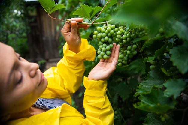 Détails Mains d'une femme hispanique vigneron tenant des raisins verts suspendus dans le vignoble et les inspecter pour la maturité