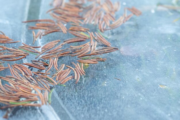 Photo détails d'un matin froid et gelé