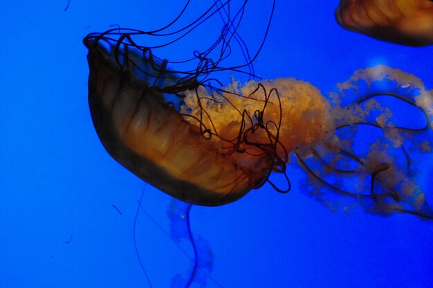 Photo détails d'une méduse dans l'aquarium de l'académie des sciences de californie san francisco ca usa