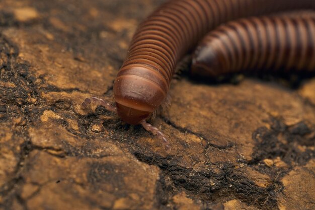 Détails d'un mille-pattes brun sur un arbre