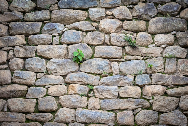 Détails d'un mur en pierre et quelques plantes poussant entre ses fissures dans la région de Macchu Picchu