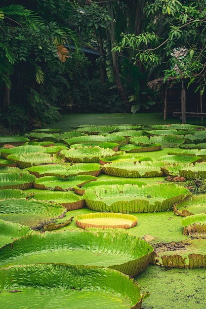 Détails de la nature du nénuphar géant d'Amazonie Victoria amazonica