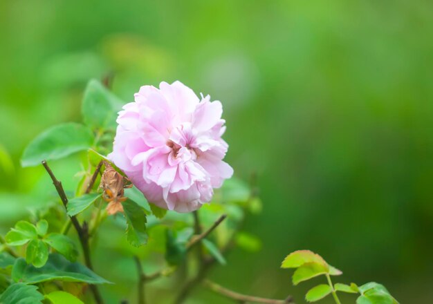 Photo détails de la nature estivale à la campagne fleurissement saisonnier des roses de jardin