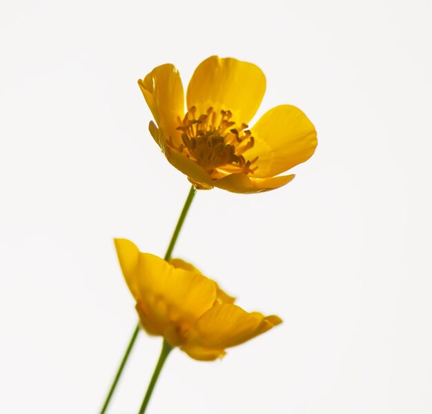 Détails de la nature d'été Fleurs sauvages