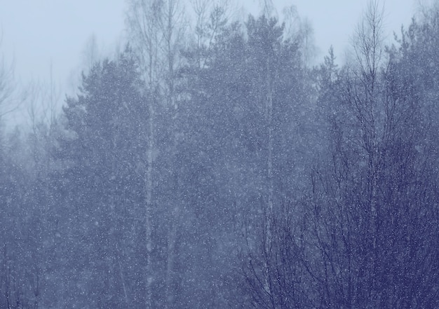 Photo détails de la nature hivernale à la campagne.