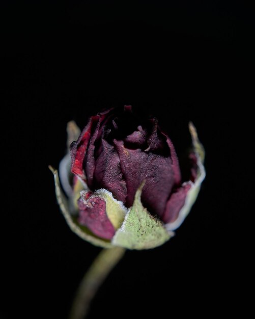 Détails d'une petite rose dans l'ombre sur fond noir