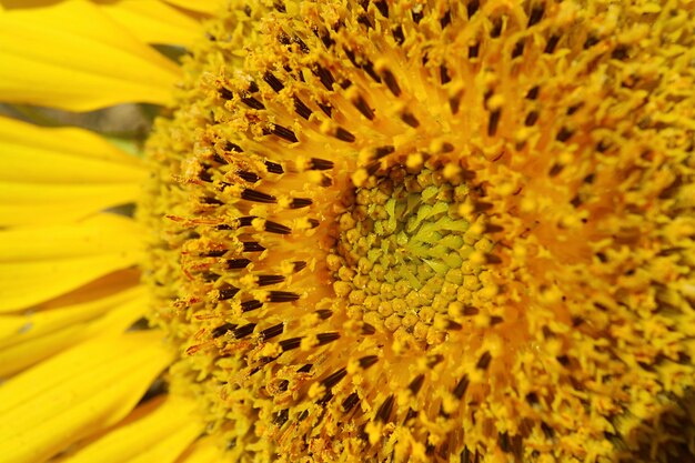 Détails de plan rapproché et texture des fleurons de disque de tournesol