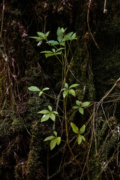 Photo des détails sur les plantes et les arbres du parc national de tepuhueico