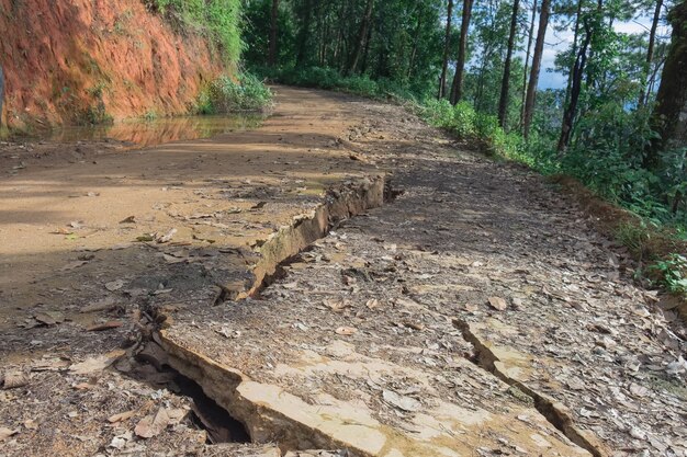 Détails de la séparation de la route de gravier dans une zone rurale de la forêt.