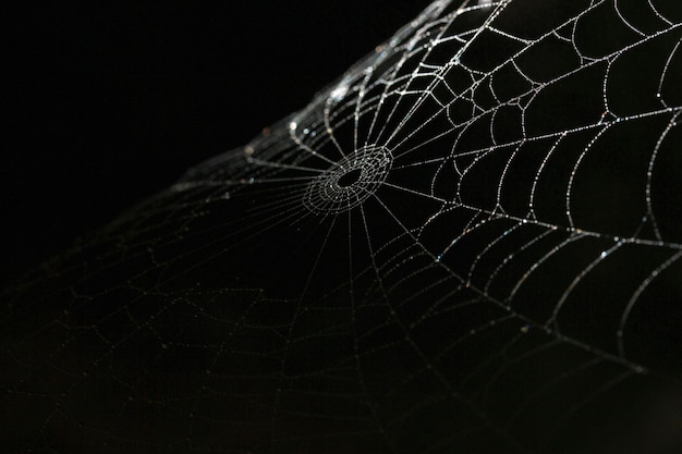 Détails en soie Spiderweb sur fond noir