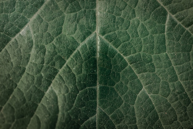 Photo détails et textures de feuilles vertes sous forme abstraite