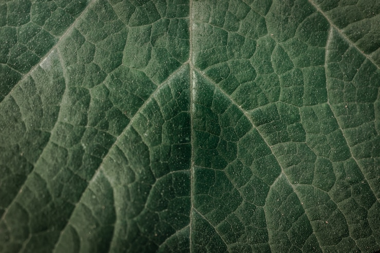 Photo détails et textures de feuilles vertes sous forme abstraite