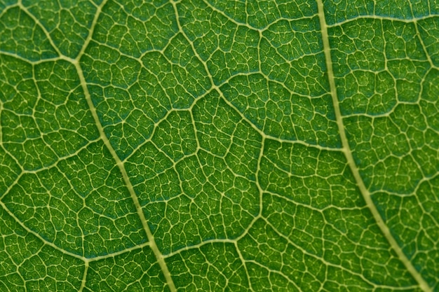 Détails des veines d'une feuille verte