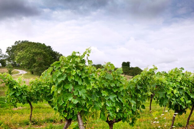 Détails des vignes