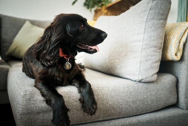 Détendez-vous en étant fidèle et un chien sur un canapé dans le salon de leur maison comme animal de compagnie ou compagnon. Canapé-salon et un joli cocker attendant dans une maison en toute confiance tout en étant allongé sur des meubles.