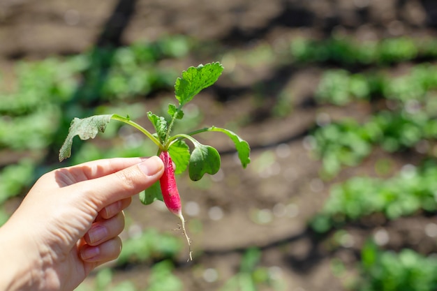 Déterrer des radis frais dans le jardin