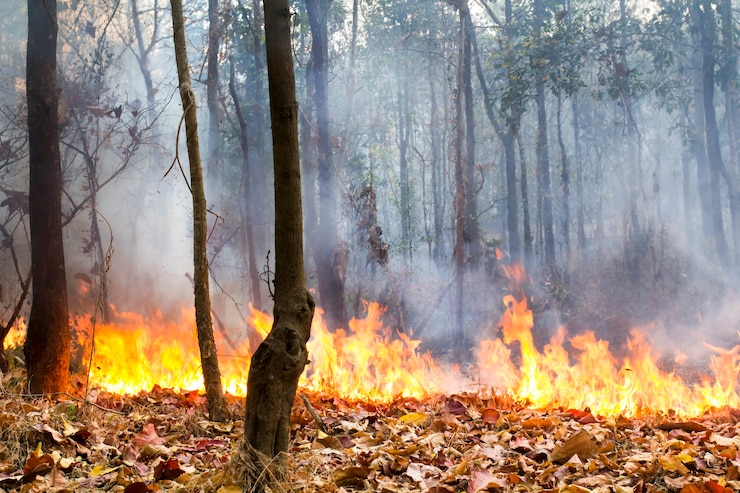 Photo détruit par la combustion de la forêt tropicale, thaïlande