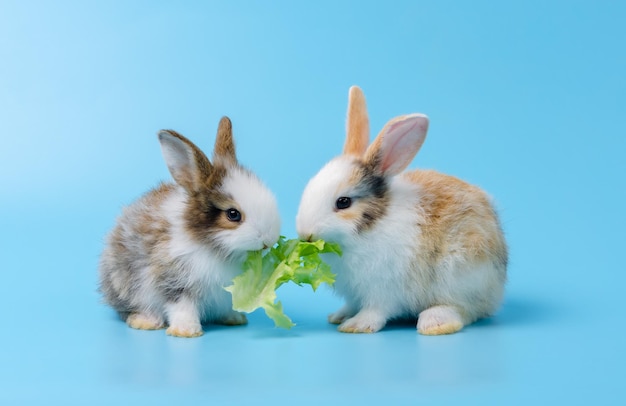 Deux adorables lapins ou bébés lapins mangeant ensemble des légumes de laitue verte sur fond bleu. Nourrir un animal de compagnie avec des légumes