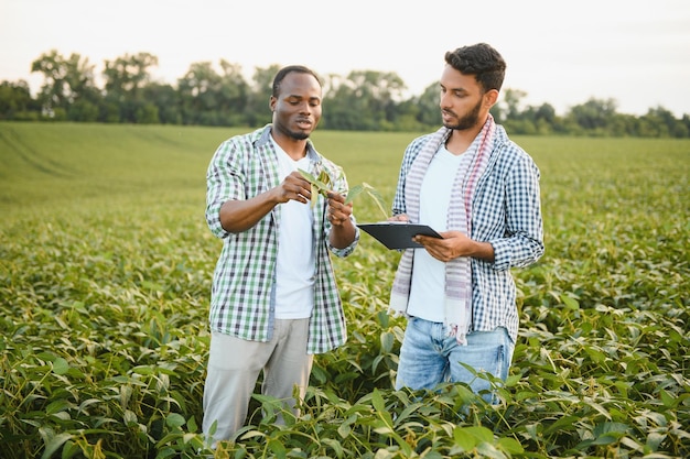 Deux agriculteurs africains et indiens vérifient la récolte dans un champ de maïs