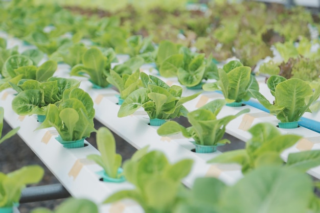 Deux agriculteurs asiatiques inspectant la qualité des légumes biologiques cultivés en culture hydroponique