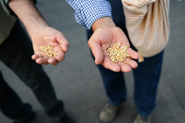 Photo deux agriculteurs authentiques mains avec grain de blé, gros plan