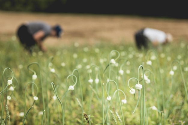 Deux agriculteurs cueillant de l'ail dans le champ