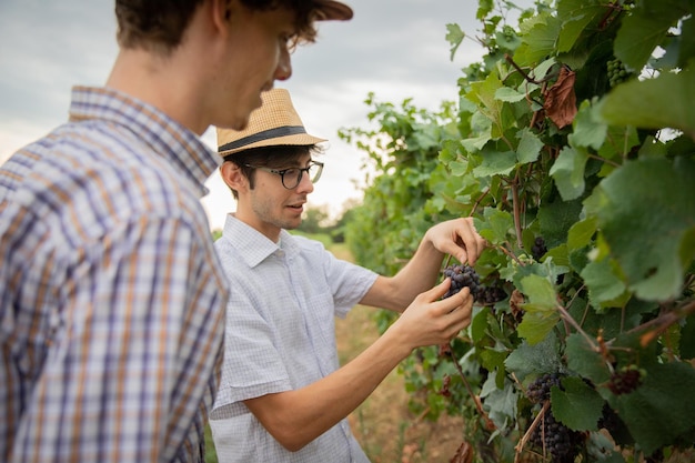 Deux agriculteurs cueillent des raisins dans le concept de vendanges et de production de vin de la vigne