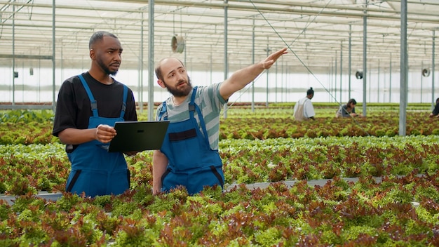 Deux agriculteurs de cultures biologiques utilisant un ordinateur portable avec un logiciel de gestion agricole pour planifier la récolte et la livraison de laitue biologique. Équipe diversifiée d'ouvriers agricoles vendant des légumes bio en ligne.