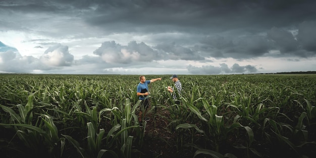 Deux agriculteurs dans un champ de maïs agricole par temps nuageux