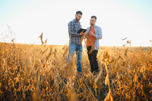 Deux agriculteurs debout dans un champ examinant la récolte de soja avant la récolte