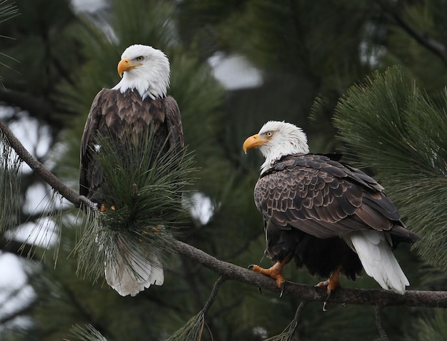 Deux aigles sont assis sur un arbre dans la forêt