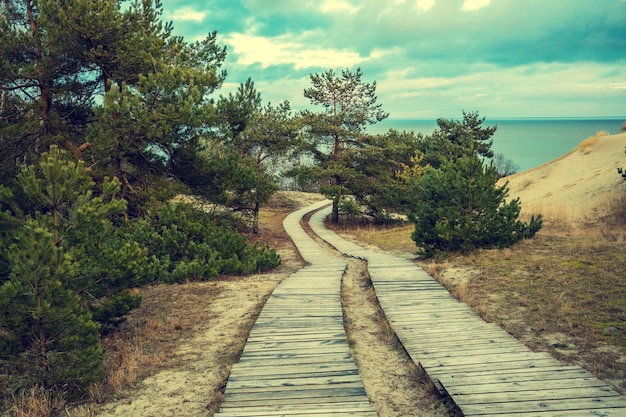 Deux allées en bois dans un parc près de la mer Belle nature avec un ciel dramatique nuageux en automne Les pins poussent près de la mer