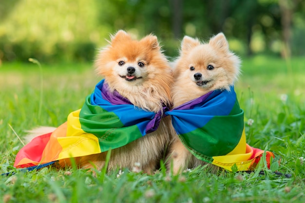 Deux amis heureux chiens spitz poméraniens allongés sur l'herbe sur le drapeau de couleur lgbt arc-en-ciel souriant avec