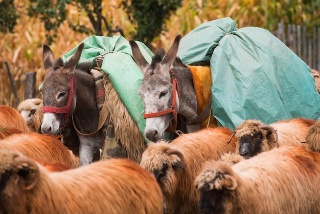 Deux ânes et quelques moutons dehors sur la route.