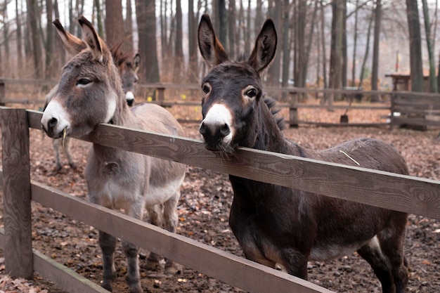 Deux ânes se tiennent près de la clôture. Créatures swish. Animaux de la ferme